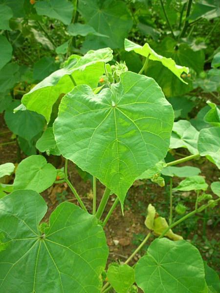 Abutilon theophrasti / Cencio molle